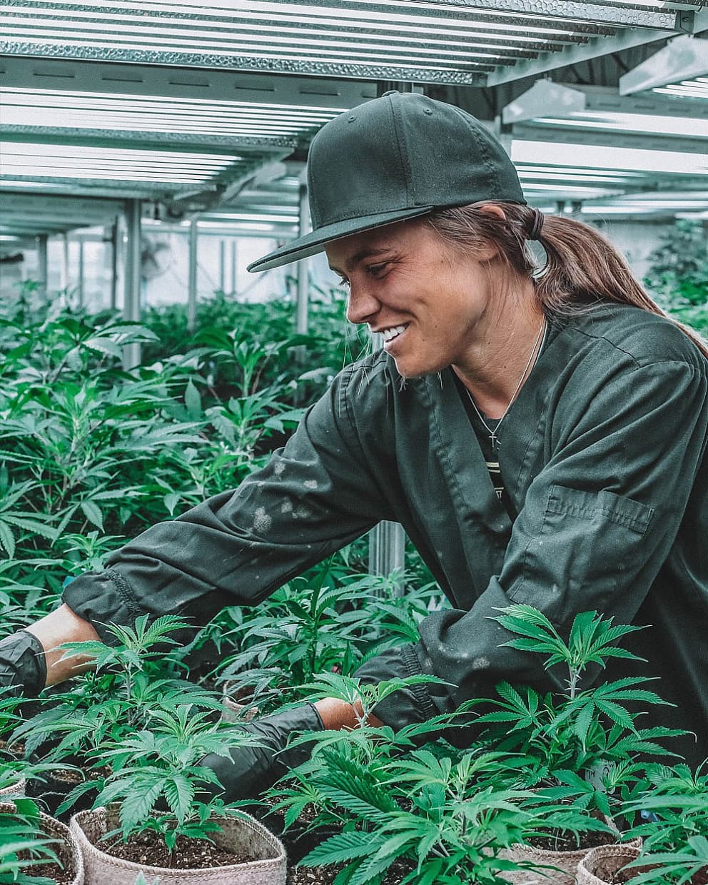Cannabis cultivation